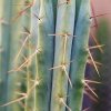 Trichocereus_bridgesii